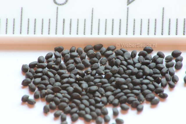 اوسیموم سانکتوم